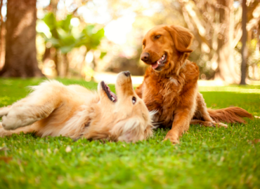 TodoMascota explica cómo adaptar la alimentación del perro ante la llegada del calor para mantener su equilibrio y bienestar