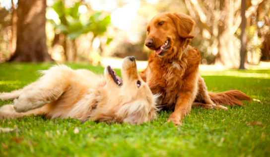 TodoMascota explica cómo adaptar la alimentación del perro ante la llegada del calor para mantener su equilibrio y bienestar