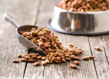 Revisión de 31 estudios concluye que los alimentos veganos para perros y gatos tienen buena digestibilidad