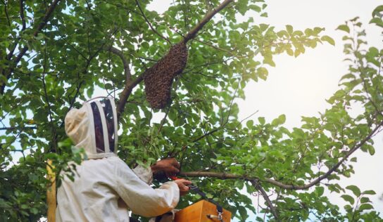 Más incidencias por avispas velutinas y más riesgos de salud pública asociados: qué hay detrás del aumento de la actividad durante el verano
