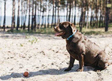 TodoMascota analiza el papel de la alimentación en la resistencia y vitalidad del perro durante el verano