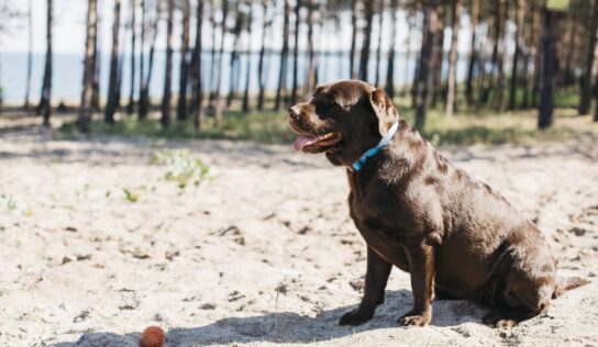 TodoMascota analiza el papel de la alimentación en la resistencia y vitalidad del perro durante el verano