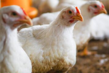 Bifeedoo analiza el papel del pienso ecológico para pollos durante el verano para mejorar el bienestar y la productividad