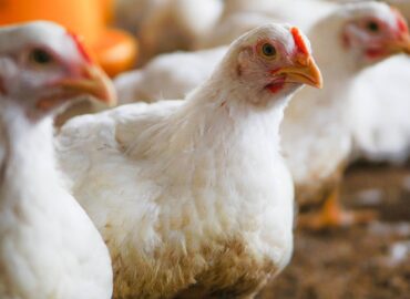 Bifeedoo analiza el papel del pienso ecológico para pollos durante el verano para mejorar el bienestar y la productividad