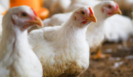 Bifeedoo analiza el papel del pienso ecológico para pollos durante el verano para mejorar el bienestar y la productividad