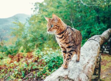 ORIJEN™ propone 4 rutas para perros y gatos en España y da las claves de cómo prepararlos para la aventura