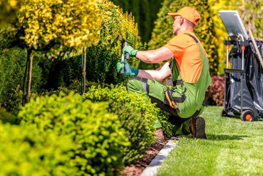Mantenimiento de jardines: servicios integrales para particulares, empresas y comunidades