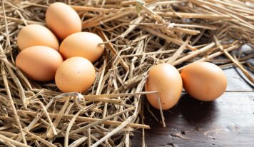 Bifeedoo explica qué necesita una gallina ponedora para una correcta producción de huevos