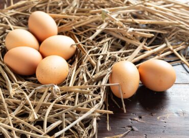 Bifeedoo explica qué necesita una gallina ponedora para una correcta producción de huevos
