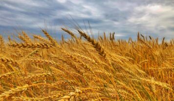 Saluditos de Monti: seis especialidades de panadería con cereales, semillas y harina integral