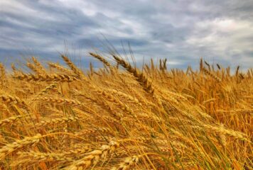 Saluditos de Monti: seis especialidades de panadería con cereales, semillas y harina integral