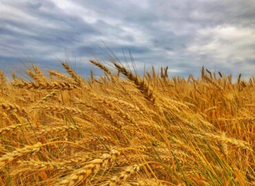 Saluditos de Monti: seis especialidades de panadería con cereales, semillas y harina integral