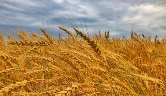 Saluditos de Monti: seis especialidades de panadería con cereales, semillas y harina integral